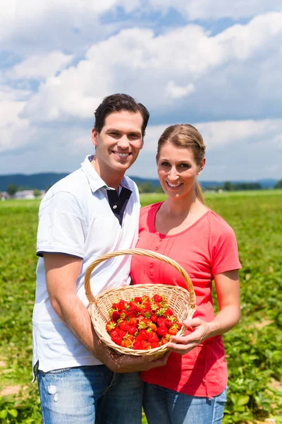 Couple cueillette des fraises eux-mêmes sur un champ — Photo