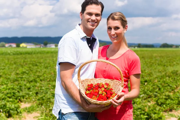 Couple cueillette des fraises eux-mêmes sur un champ — Photo