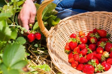 Woman picking strawberries into a basket clipart