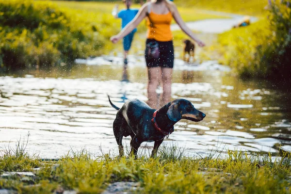 연못을 통해 수영하는 개 — 스톡 사진
