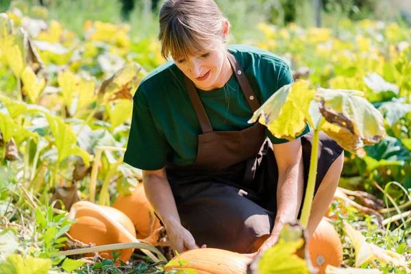 Giardiniere coltivazione zucche — Foto Stock