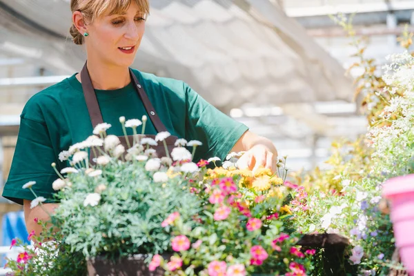 Mujer jardinero comercial cuidando de sus flores en maceta — Foto de Stock