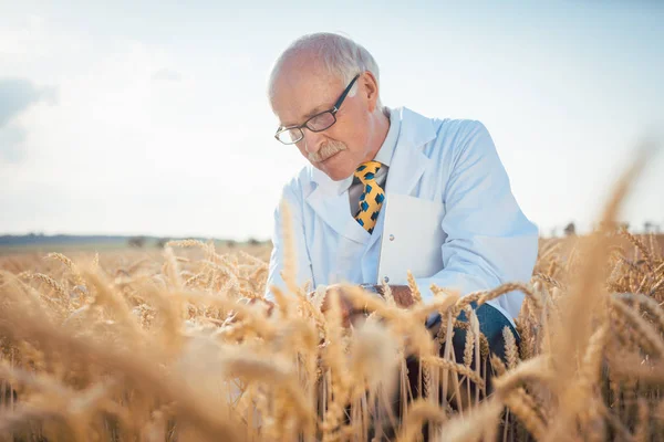 Agricultural scientist looking for quality of new seeds — Stock Photo, Image
