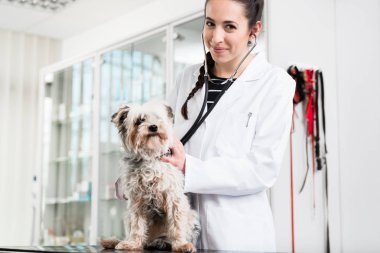 Doktor klinikte Yorkshire terrier check-up yapıyor