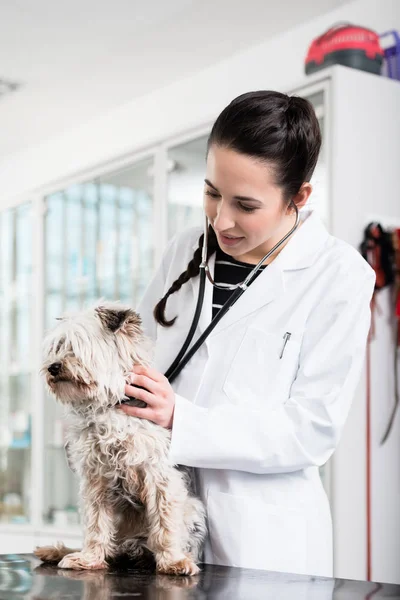 Veterinario perro examinador — Foto de Stock
