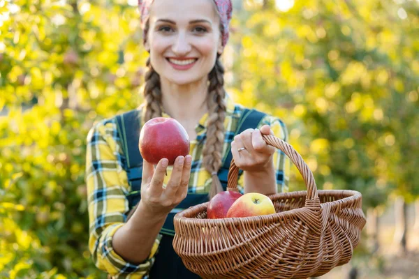 Farmer woman in fruit orchard holding apple in her hands offering — Stock Photo, Image
