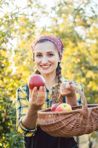 Farmer woman in fruit orchard holding apple in her hands offering — Stock Photo, Image