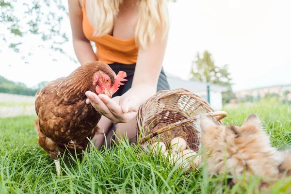 Menina com frango e gato na fazenda — Fotografia de Stock