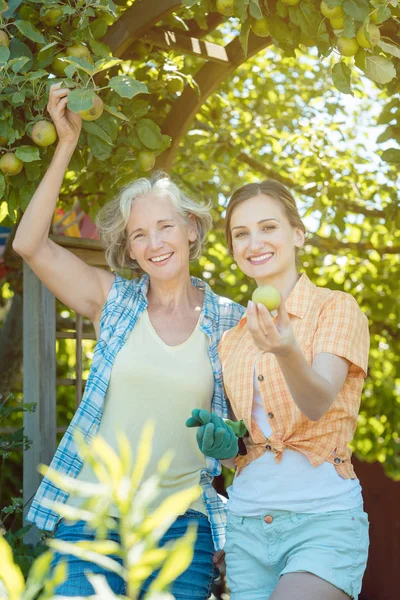 Madre e hija adulta revisando manzanas en el árbol —  Fotos de Stock