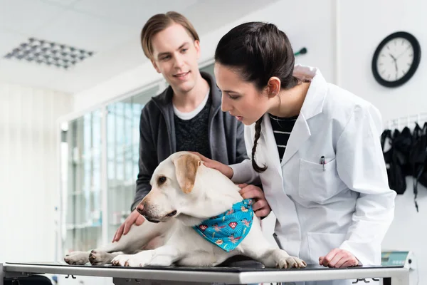 Doctor examinando perro — Foto de Stock