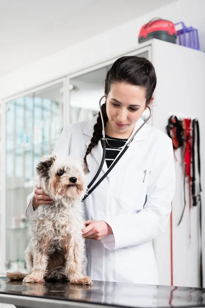 Veterinario especialista examinando perro enfermo — Foto de Stock