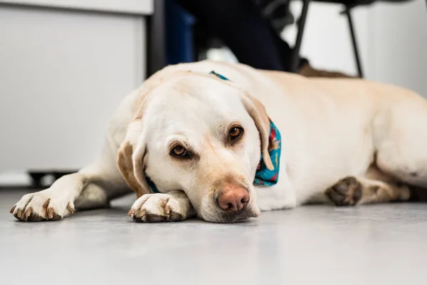 Gros plan d'un labrador retriever — Photo