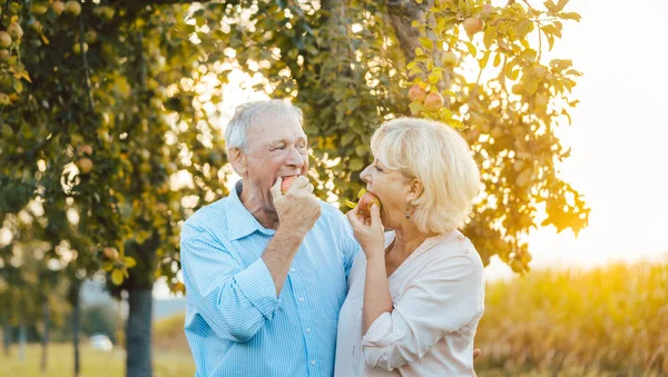 Старшая женщина и мужчина наслаждаются яблоком в конце лета заката — стоковое фото