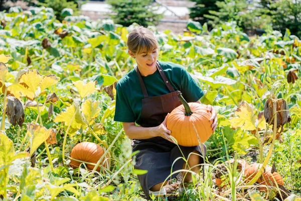 Gardener growing pumpkins — Stock Photo, Image