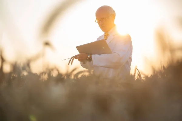 Людина досліджує генетично модифіковане зерно в пшеничному полі — стокове фото