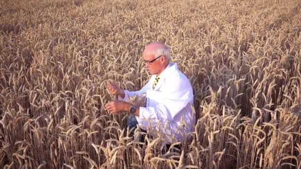 Cientista pesquisando novos tipos de grãos, culturas e plantas — Vídeo de Stock