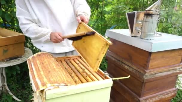 Apicultor cepillando abejas de panal — Vídeo de stock