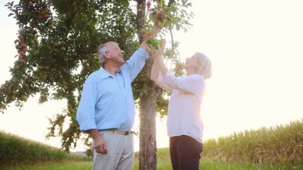 Senior kvinna och man plockar äpplen från ett träd — Stockvideo