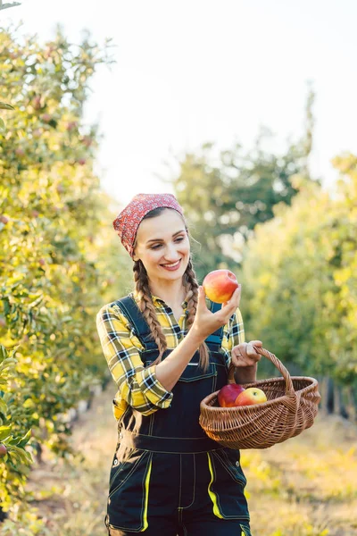 Fruit agricultrice femme récolte des pommes dans son panier — Photo