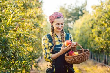 Onun sepette elma hasat meyve çiftçi kadın