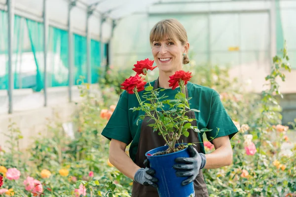 Gardener woman showing rose into the camera — Stock Photo, Image