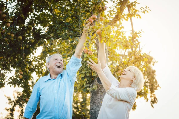 Pareja mayor de mujeres y hombres comiendo manzanas frescas del árbol — Foto de Stock