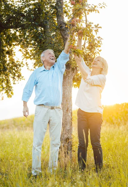 Γηραιότερος ζευγάρι γυναικών και ανθρώπου που τρώει μήλα φρέσκα από το δέντρο — Φωτογραφία Αρχείου