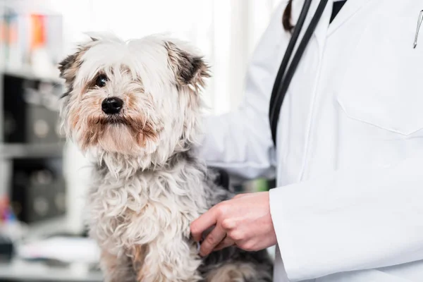 Close-up van een zieke hond — Stockfoto