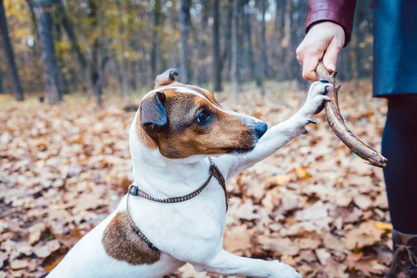 Vrouw gooien de stick spelen met haar hond — Stockfoto