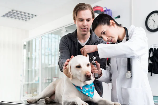 Tierärztin untersucht Ohr von Labrador — Stockfoto