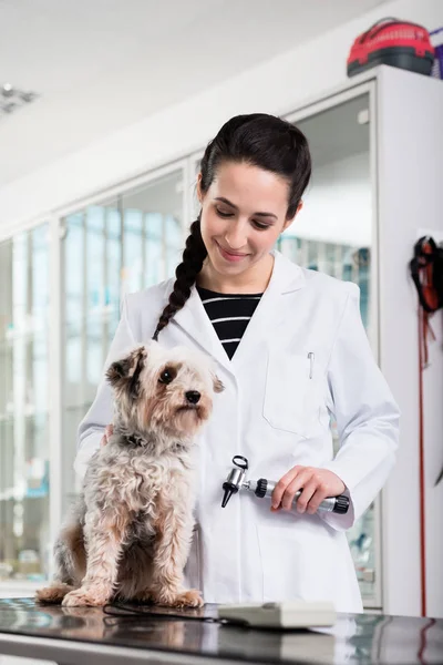 Petit chiot à la clinique pour le contrôle de l'oreille — Photo