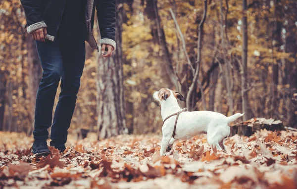 가을이나 가을에 화려한 풍경 속에서 강아지와 함께 뛰어 다니는 남자 — 스톡 사진