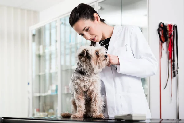 Female veterinarian examining ear of puppy