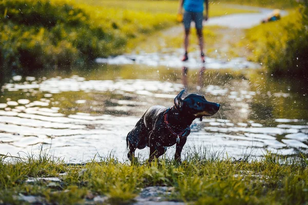 Hund schwimmt durch einen Teich — Stockfoto