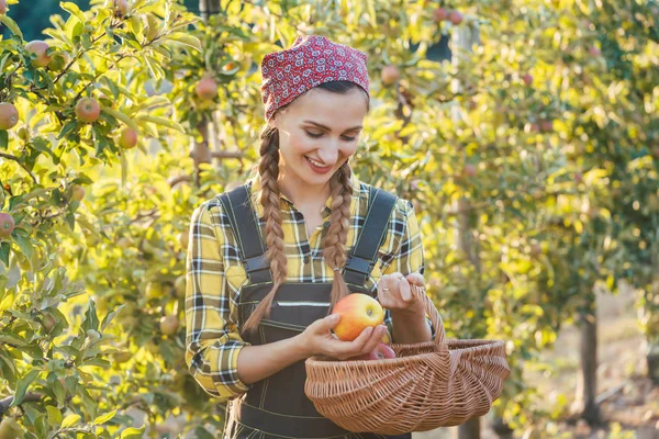 Owoc rolnik kobiety do zbioru jabłek w koszyku — Zdjęcie stockowe