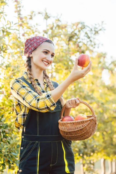 Gyümölcs farmer nő kosarát Alma betakarítás — Stock Fotó