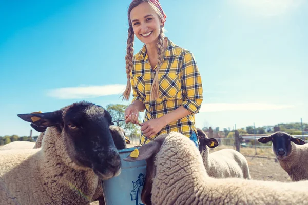 Farmer feeding her sheep on the farm — Stock Photo, Image