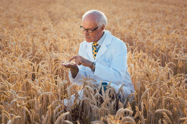 Scientist testing new breed of GMO grain