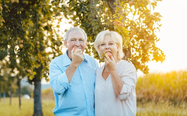 Seniorin und Mann genießen einen Apfel im spätsommerlichen Sonnenuntergang — Stockfoto