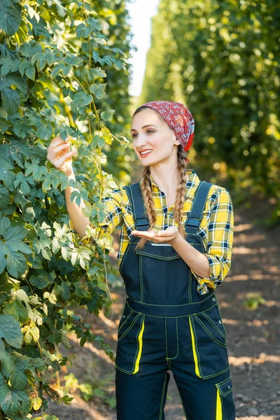 Boer vrouw controleren de kwaliteit van dit jaar hop oogst — Stockfoto