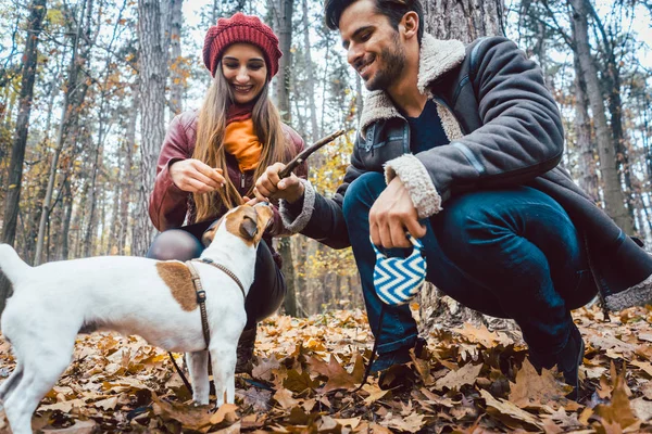 Kadın ve erkek köpeklerini gezdirip sopa fırlatıyorlar. — Stok fotoğraf