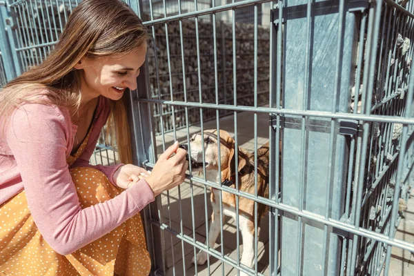 Kvinna som letar efter en hund att adoptera i ett djur helgedom — Stockfoto