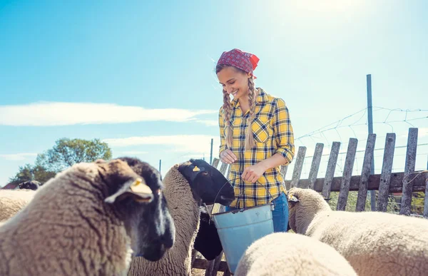 Farmer feeding her sheep on the farm — Stock Photo, Image