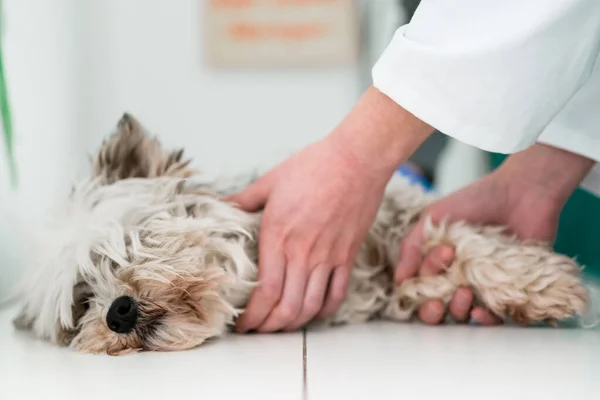 Klinikteki masada yatan sevimli hasta köpek. — Stok fotoğraf