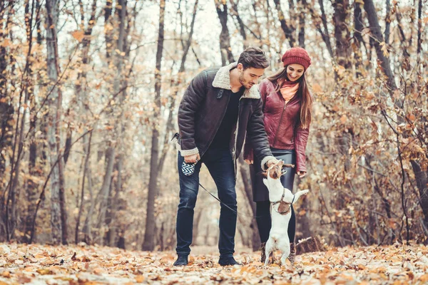 Sonbaharda bir çift köpekle parkta yürüyorlar. — Stok fotoğraf
