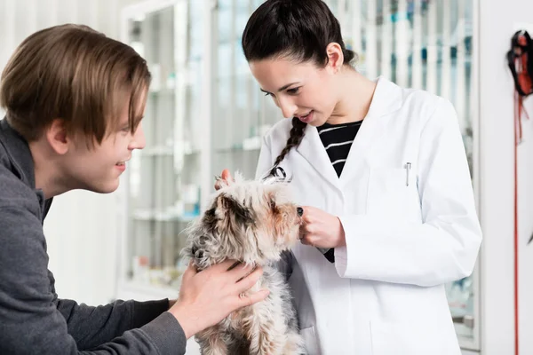 Vétérinaire examinant oreille du chiot — Photo