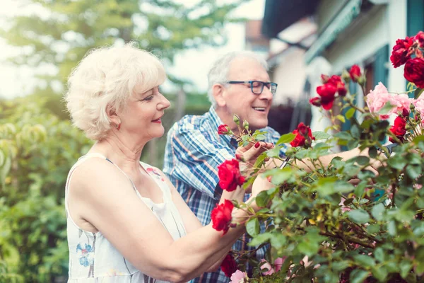 Senior man and woman cutting the garden roses in front of their house — Stock Photo, Image