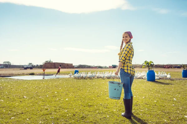 Farmer woman feeding the geese — Stock Photo, Image