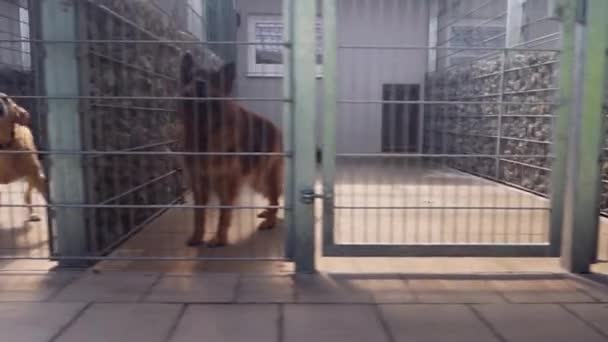 Perros solitarios en un refugio de animales esperando ser adoptados — Vídeo de stock