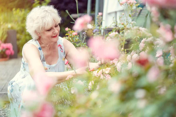 Idős nő kertészkedés vágás neki rózsák — Stock Fotó
